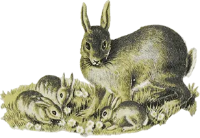 うさぎのイラスト